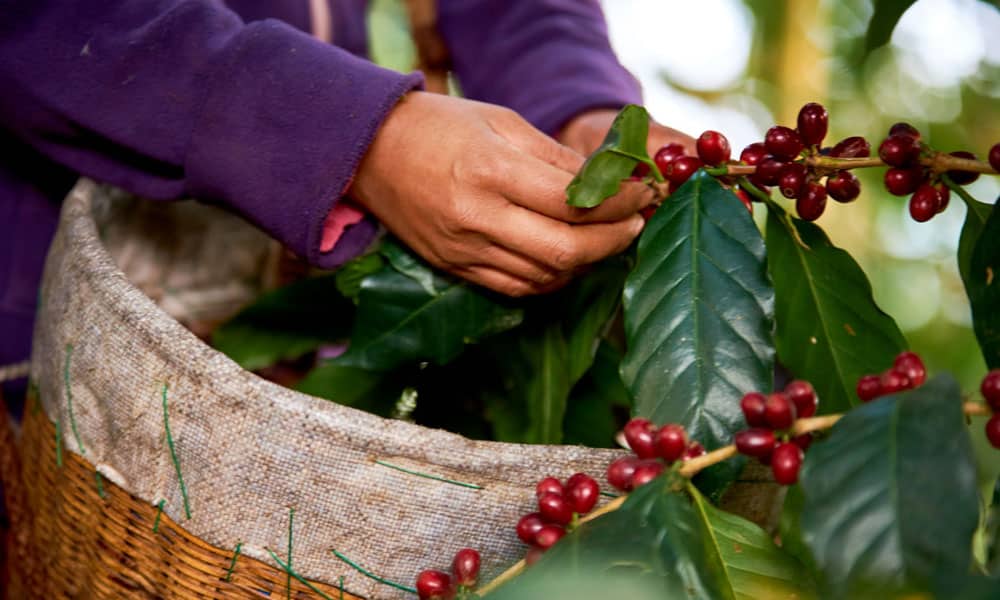 chinese yunnan coffee beans harvesting