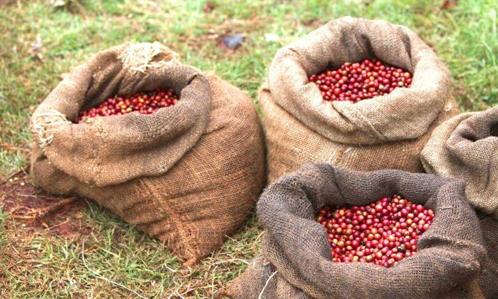kenyan raw coffee beans